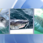 3 Great White Sharks pinged off NC coast near Kitty Hawk