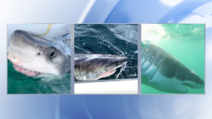 3 Great White Sharks pinged off NC coast&hellip;