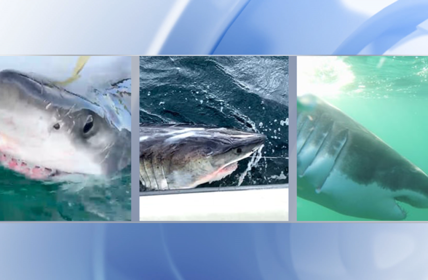 3 Great White Sharks pinged off NC coast near Kitty Hawk