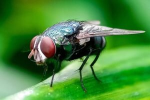 As New World screwworm reaches Texas, Trump officials&hellip;