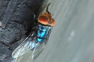 What to know about the New World screwworm&hellip;
