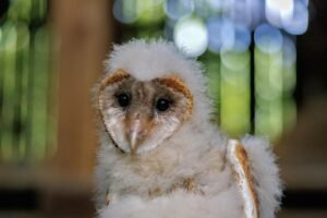 Western North Carolina barn owls become international sensation