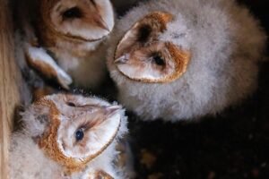Thousands watch barn owls grow up on NC owl cam