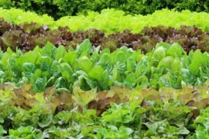 Taylor Farms expands iceberg lettuce recall to NC,…