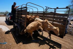 Mexico resumes limited cattle exports to US after…